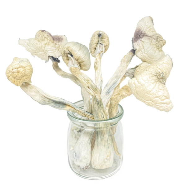 Great White Monsters Magic Mushroom [14g pack]